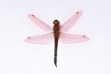 A macro photograph of a brown dragonfly