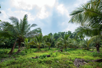 Coconut plantation in Asia