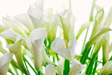 Callas flower