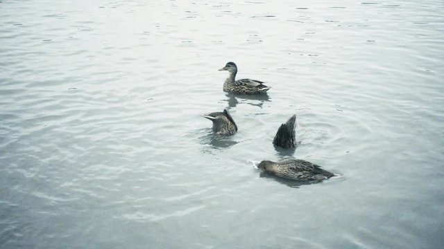Patos buceando