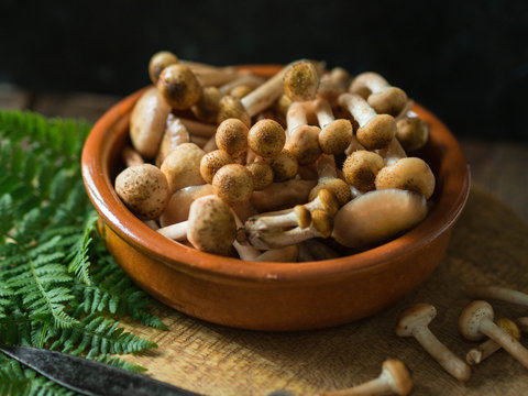 raw small  honey mushrooms in a brown bowl on a wooden board. Wild mushrooms composition.

