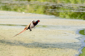 fagiano in voloanimali, fagiano, uccelli, caccia fotografica, natura, caccia, gallinoformi