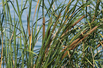 Obraz premium reeds. water plant. algae. plant