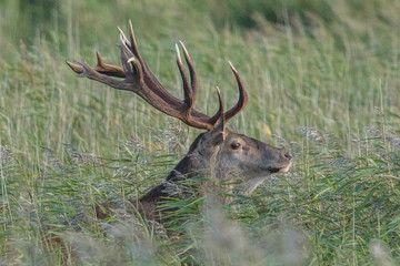 hirsch im schilf