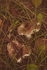 Obraz premium Fresh russula mushrooms in a forest