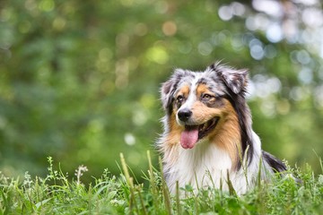 Australian Shepherd