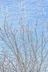 Branches of a walnut tree in the white hoarfrost