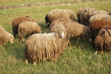 a herd of sheep on the pasture