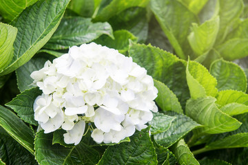White hydrangea flower with sunlight