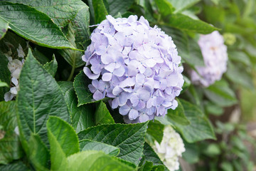 Purple hydrangea flower with sunlight