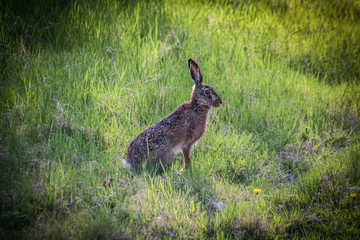 Rabbit
