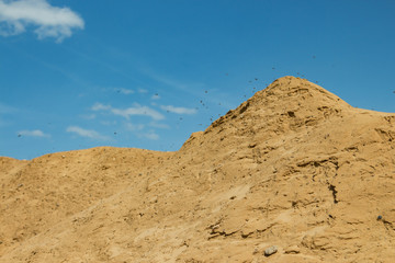 Sand mountain with swarm of earth bees