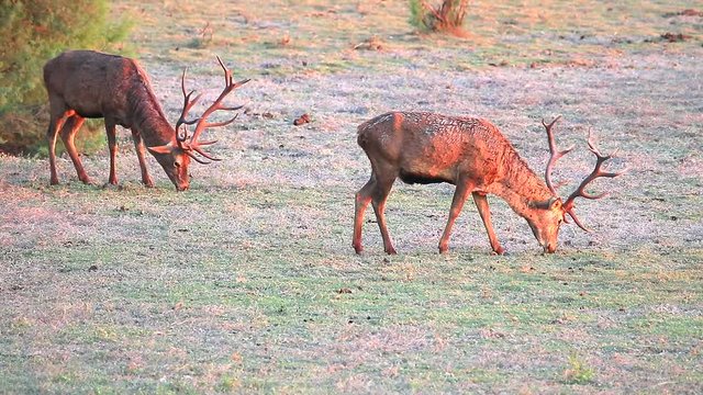 Deers grazing in "Do&ntilde;ana National Park" Donana nature reserve in El Rocio village at sunset