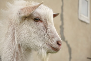 Fototapeta premium portrait of white goat