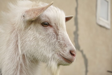 portrait of white goat