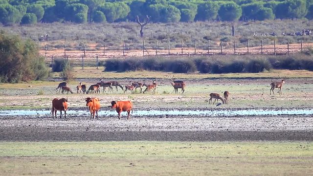 Cows and Deers during mating season in "Doñana National Park" Donana nature reserve in El Rocio village at sunset