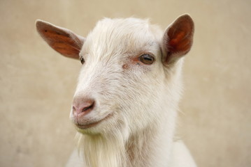 Fototapeta premium portrait of white goat