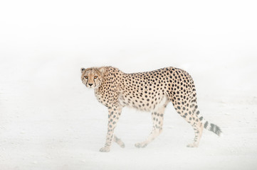 Cheetah in the Dust