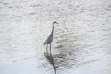 Wild life, birds in salt lake, Djerba, Tunisia