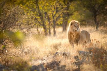 Male lion surveying his environment