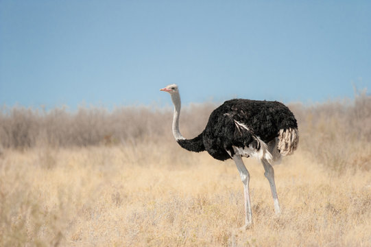 Lone male ostrich in the Namibian desert