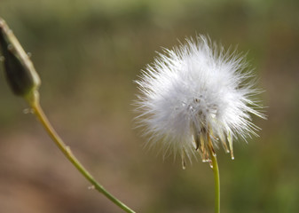 South tunisia, vegetation, wild life