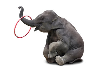 Elephant playing hulahoop