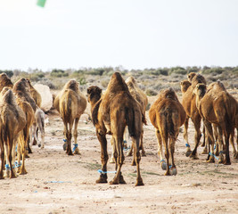 Tunisian Camel, desert best animal 