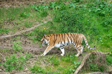 tiger in a wildlife enclosure