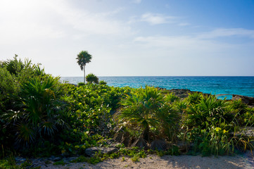 forest and trees by the ocean