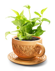 Houseplant in coffee cup