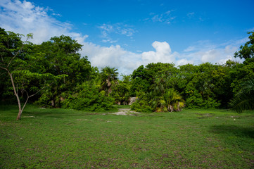 Outside view of a forest jungle