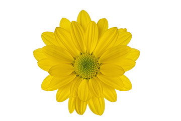 yellow beautiful flower on a white background