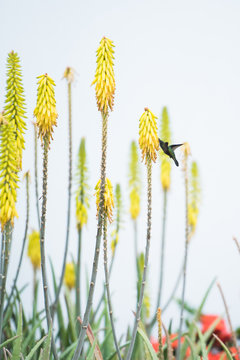 Hummingbird