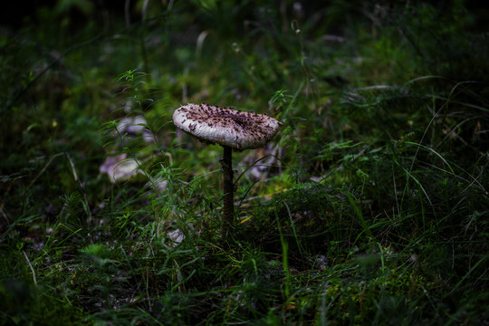 Amorphea Bilder Durchsuchen 93 Archivfotos, und Videos