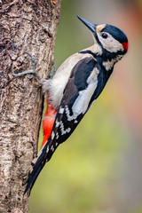 Greater Spotted Woodpecker
