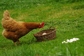 Fototapeta premium Curious hen