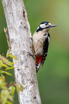 Greater Spotted Woodpecker