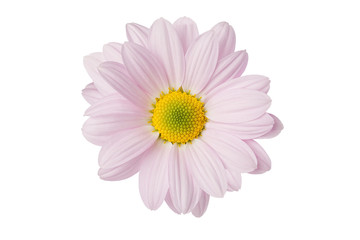 flower of a pink daisy beautiful and gentle favorite