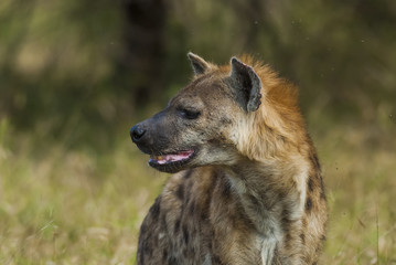 Fototapeta premium Hyena South Africa