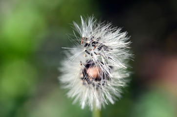 Samen an einer Pflanze