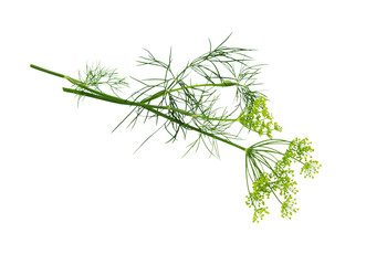   Dill bunch isolated .  Dill herb leaves. Flowering plant dill.