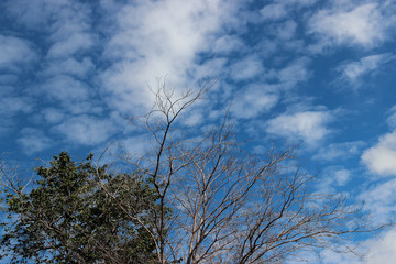 tree branches against a bright blue sky
