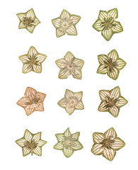 Fototapeta premium small white flowers in the shape of a star, hoya isolated