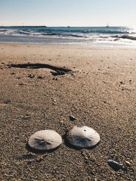 Sand Dollars on the Pacific