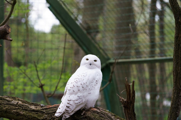 white feathered owl with large eyes