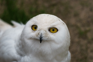 Naklejka premium white feathered owl with large eyes