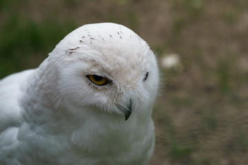 white feathered owl with large eyes