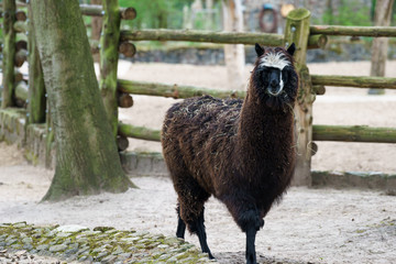 brown lama in an enclosure © lakkot