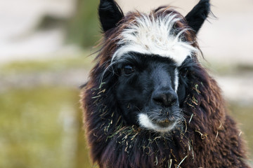 brown lama in an enclosure © lakkot